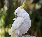 باغ پرندگان چهارباغ - تصویر 3843