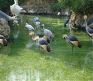 باغ پرندگان چهارباغ - تصویر 3845