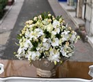 گلهای باکارا - تصویر 99378