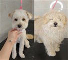 آرایشگاه تخصصی حیوانات خانگی رضوان - تصویر 96341
