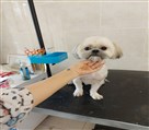 آرایشگاه تخصصی حیوانات خانگی رضوان - تصویر 96345