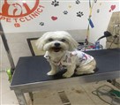آرایشگاه تخصصی حیوانات خانگی آوین - تصویر 103388