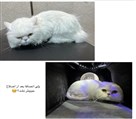 آرایشگری حیوانات خانگی سُها - تصویر 120948