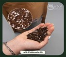 گلخانه ژینکو (ژین سویل) - تصویر 136993