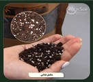 گلخانه ژینکو (ژین سویل) - تصویر 136995