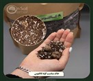 گلخانه ژینکو (ژین سویل) - تصویر 136997
