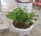 پخش عمده گل و گیاه آپارتمانی لادن - بنسای